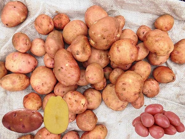Красные сорта картофеля (с красной или розовой кожурой, глазками): описанияи фото