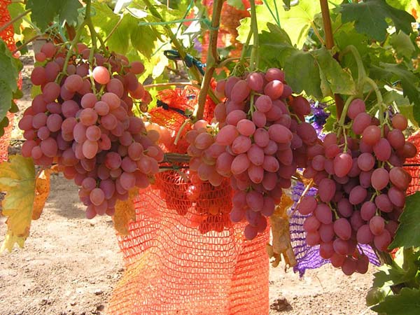 Лучшие сорта розового винограда: описания, вкусовые качества,характеристики и фото