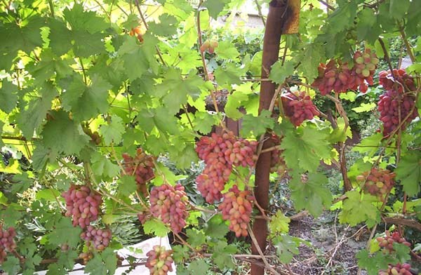 Preobrazhenie-1 Ранний розовый  |  Виноград