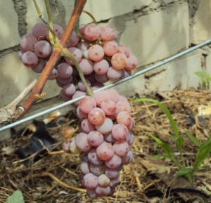 Somerset-sidliss-300x289 Ранний розовый  |  Виноград