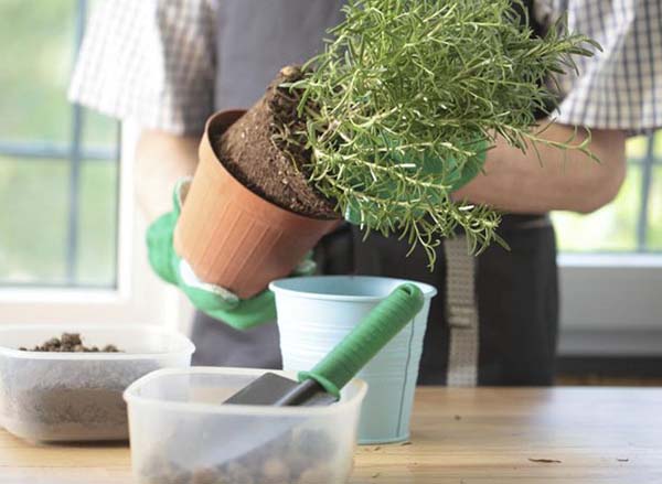 Как вырастить розмарин дома на подоконнике из семян