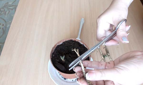 Как выращивать петрушку в домашних условиях из семян?