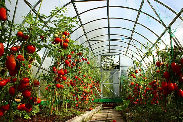 Лучшие с��рта томатов для теплицы: самые урожайные, крупные и сладкие
