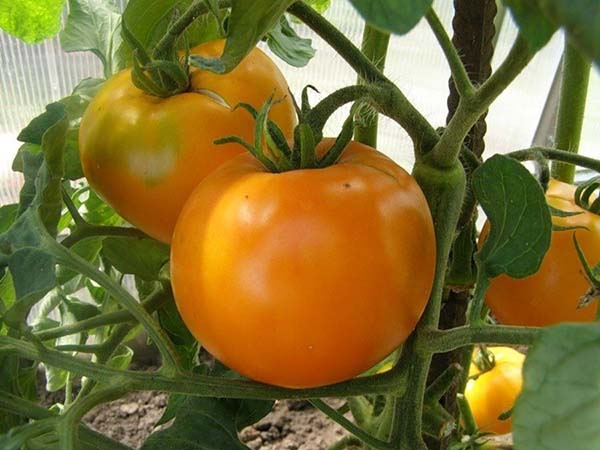 Лучшие желтые и оранжевые сорта томатов: топ-25 с фото, описаниями ихарактеристиками