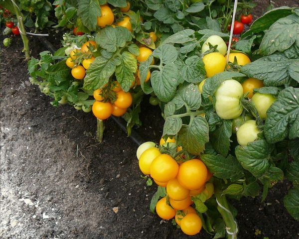 Лучшие сорта желтых помидор: посадка и уход