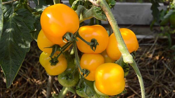 Сорта желтых томатов с фото и описанием