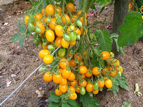 Желтых томатов лучшие сорта: посадка и уход