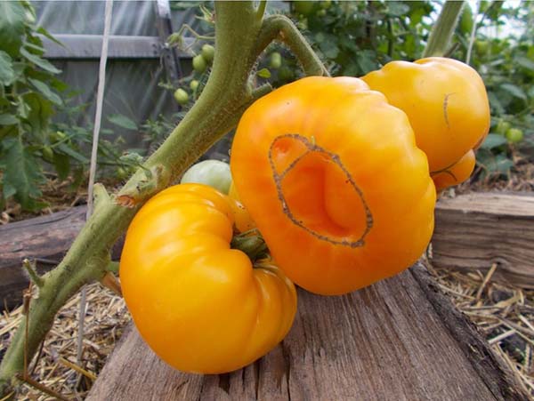 Лучшие сорта желтоплодных томатов: посадка и уход