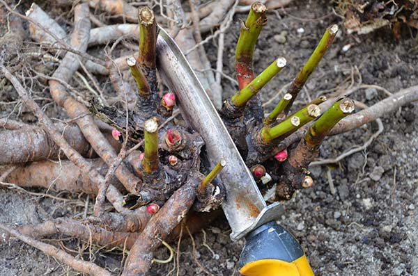 Выращиваем древовидный пион – укрытие на зиму как залог цветения