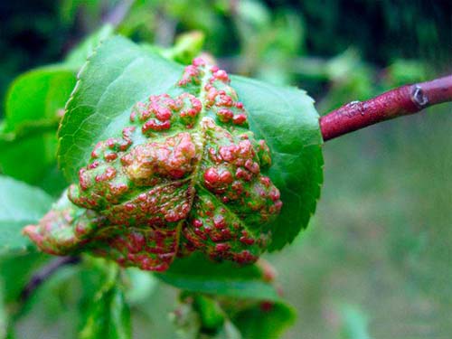 Курчавость листьев персика лечение народными средствами