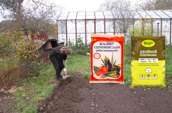 Как сажать семена огурцов открытый грунт