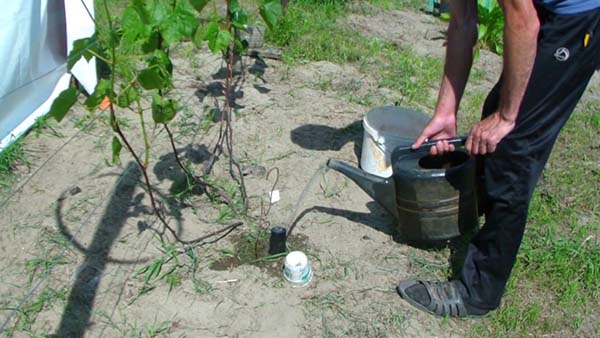 Как часто поливать виноград летом?
