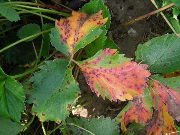 Краснеют листья клубники и появляются красные пятна: причины, что делать ичем лечить