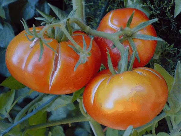 Можно в сентябре продолжить выращивать помидоры
