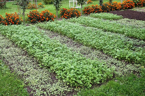 Когда и как сеять сидераты весной и осенью: плюсы и минусы использованиясидератов в огороде