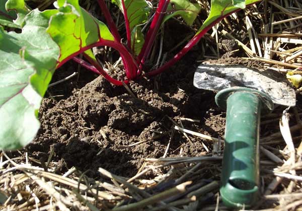 Как правильно выращивать буряк в открытом грунте?