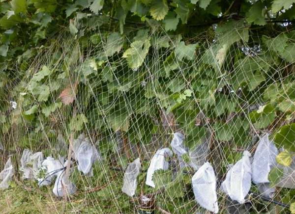 Защита винограда от птиц и ос во время его созревания: эффективные методыборьбы и спасения урожая