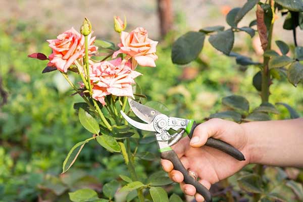 Летняя обрезка роз после цветения: как обрезать летом чайно-гибридные,плетистые и розы Флорибунда