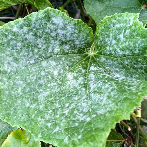 Белые пятна на листьях огурцов: что это, как лечить и чем обработать отмучнистой росы
