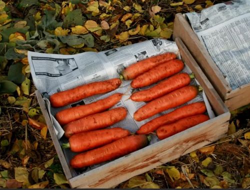 Сорта моркови для длительного хранения: список с описаниями, отзывами и фото
