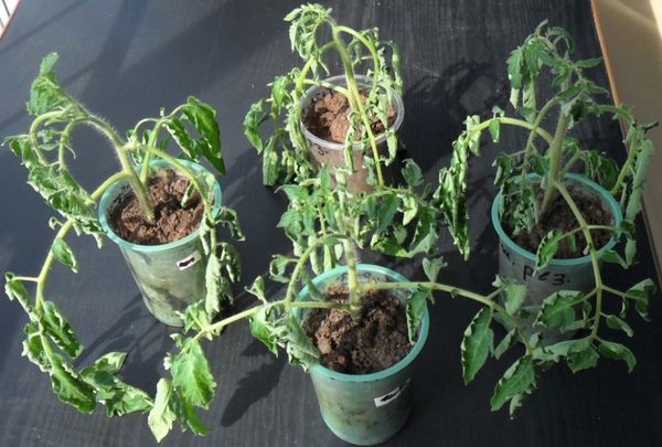 Proč sazenice rajčat vadnou a jak rostlinám pomoci?