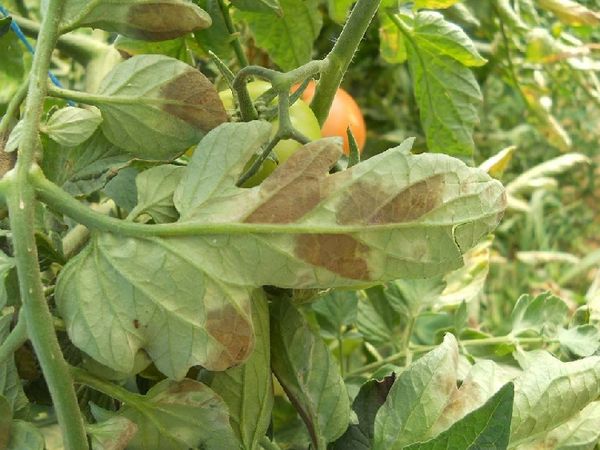 Odrůdy rajčatové cladosporiózy nebo hnědé skvrny – odolné odrůdy a kontrola