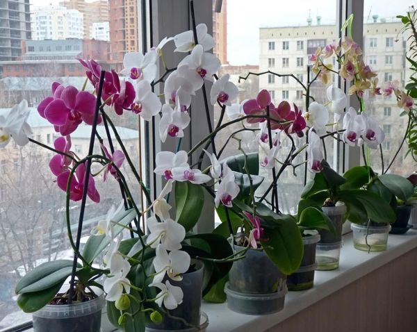 Jak zalévat orchidej, aby kvetla